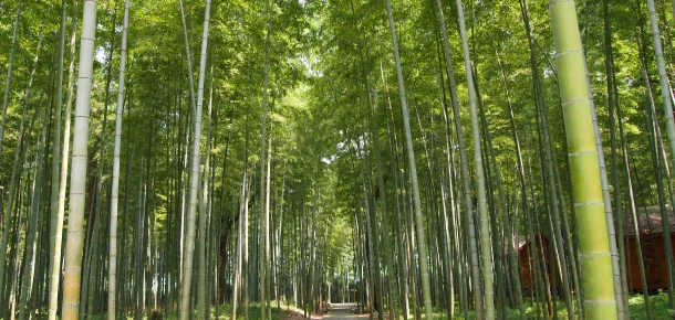 Bamboo is one of most eco-friendly material in the world.
