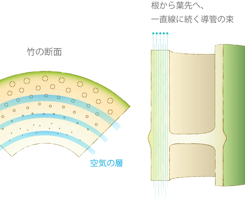 竹の断面