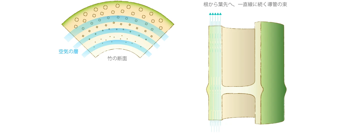 竹の断面